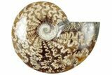 Polished Cretaceous Ammonite (Cleoniceras) Fossil - Madagascar #312183-1